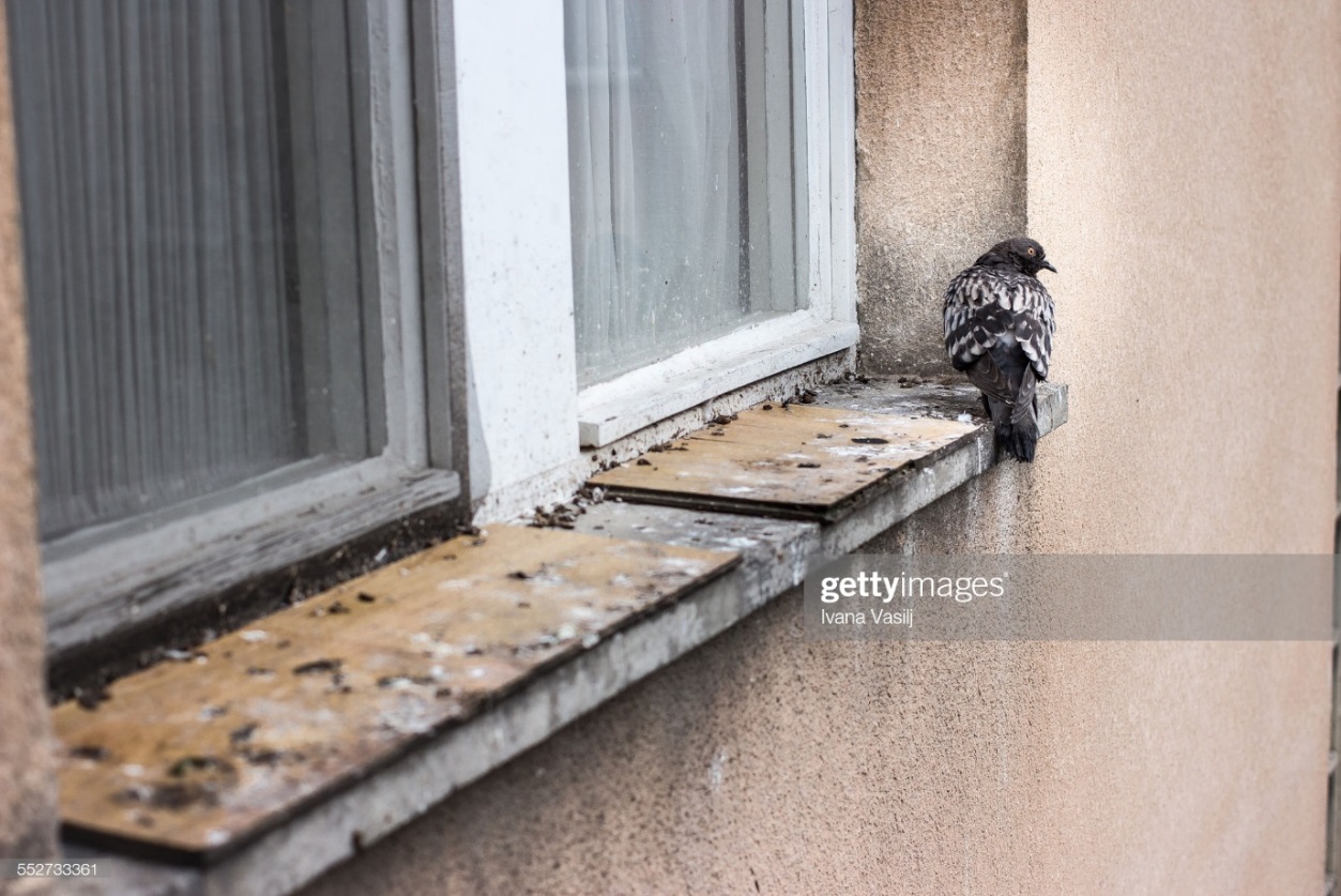 C:\Users\SORENA\Desktop\Bird Spike\gettyimages-552733361-2048x2048.jpg