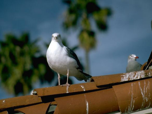C:\Users\SORENA\Desktop\Bird Spike\residential-gull-droppings.jpg